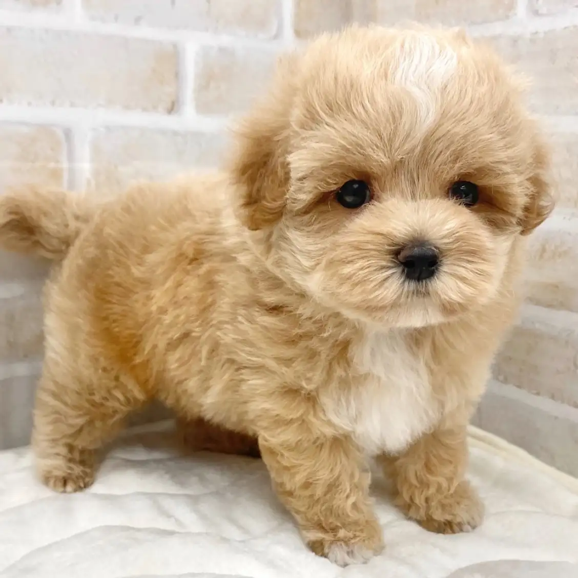 MIX（マルチーズ×トイプードル）