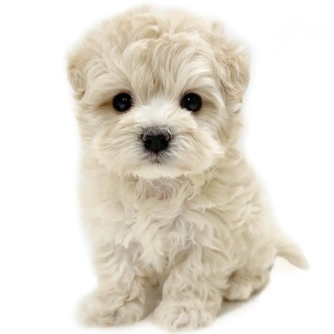 MIX（マルチーズ×トイプードル）