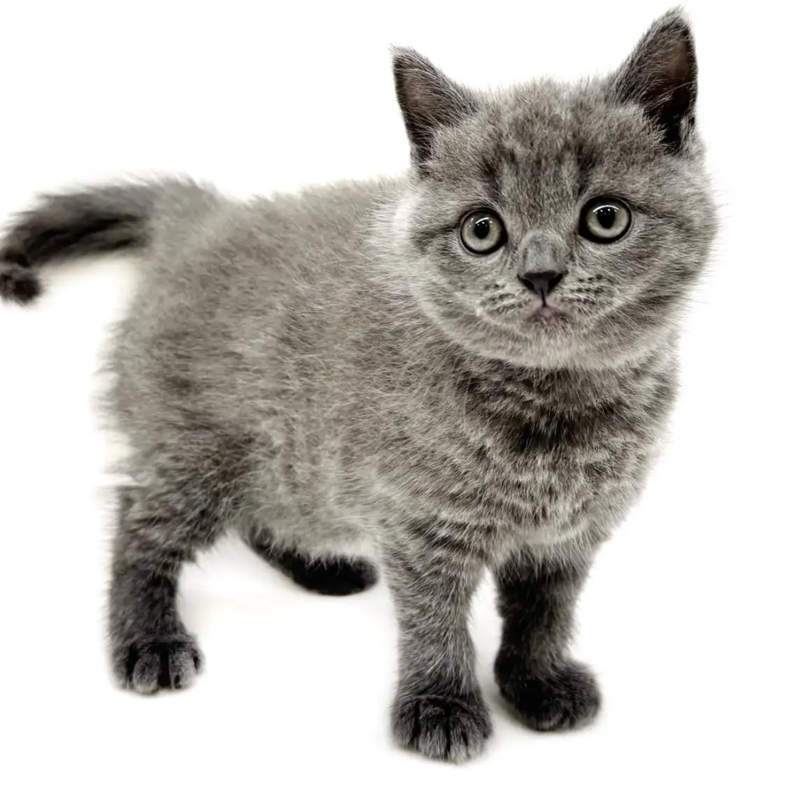 ブリティッシュショートヘア