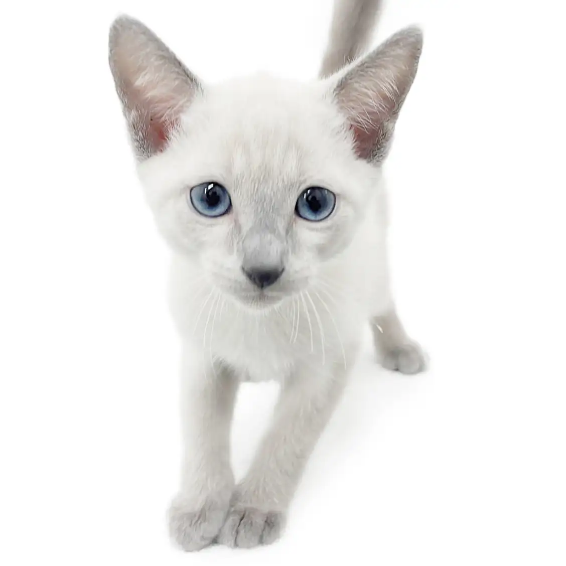 ロシアンブルー