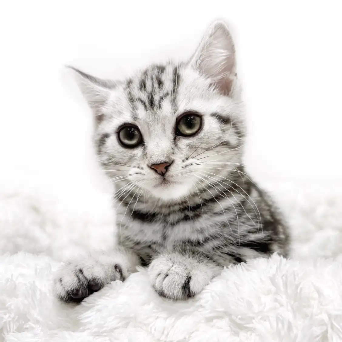 アメリカンショートヘア