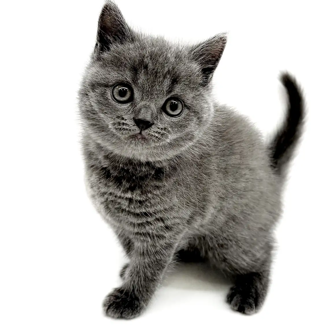 ブリティッシュショートヘア