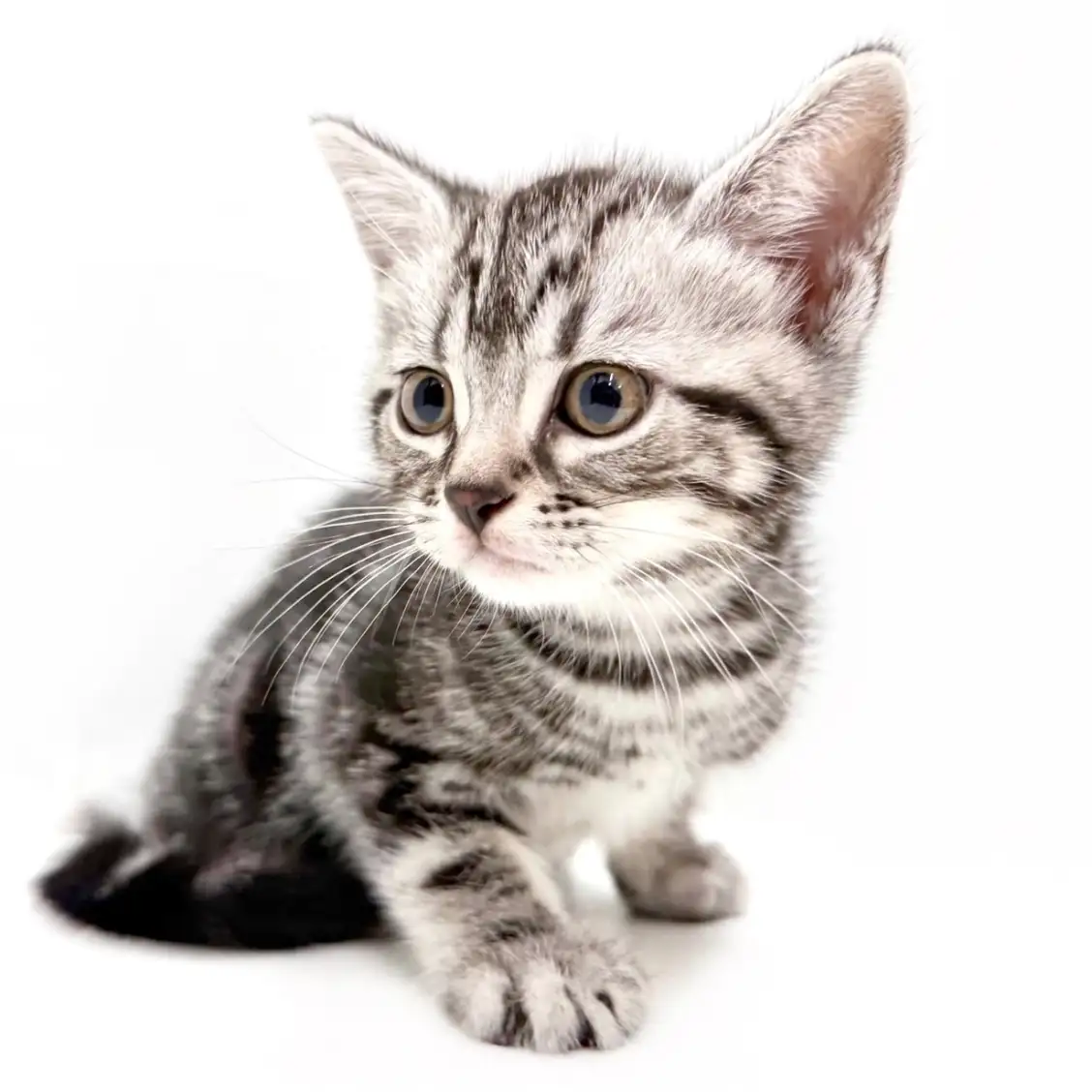 アメリカンショートヘア