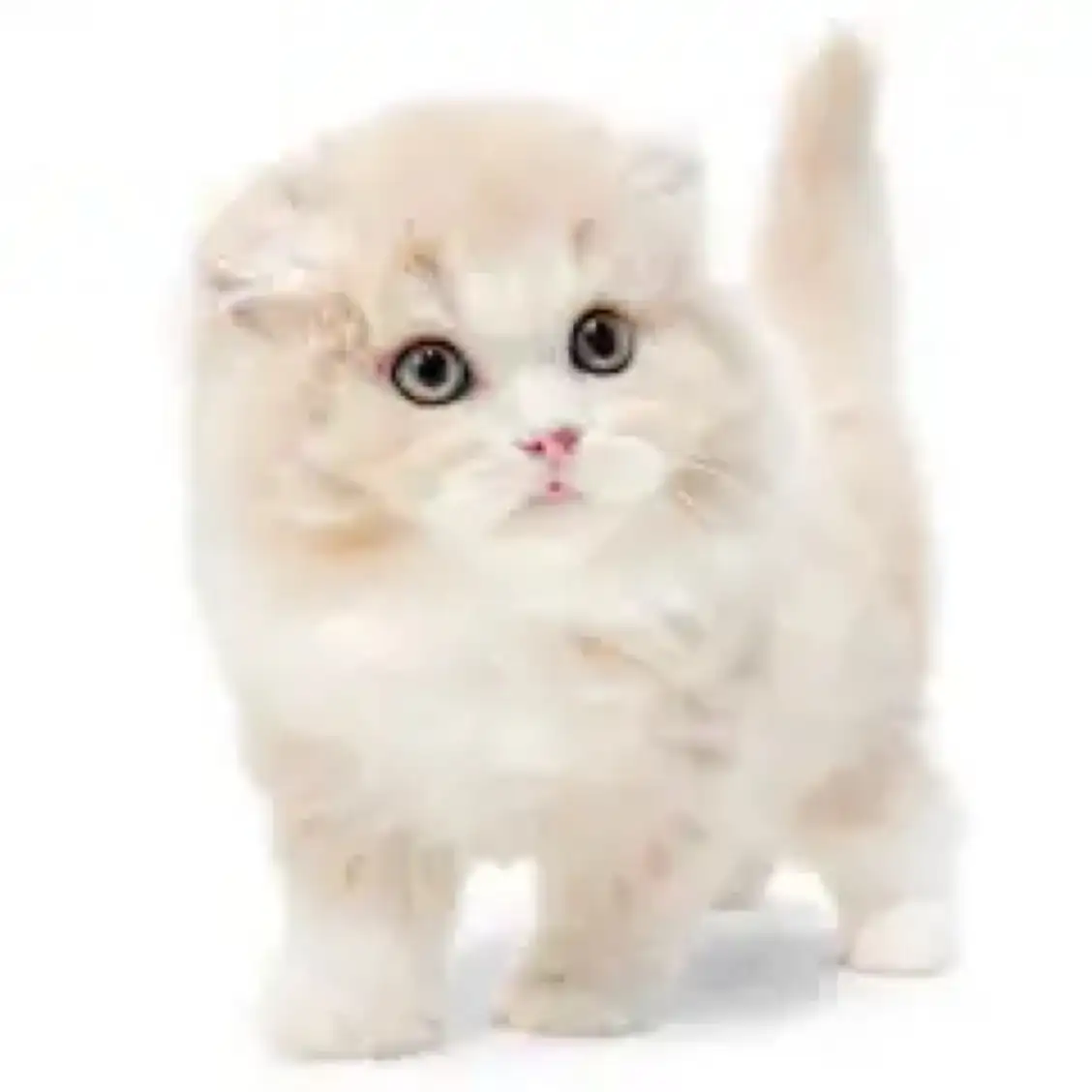 スコティッシュフォールド