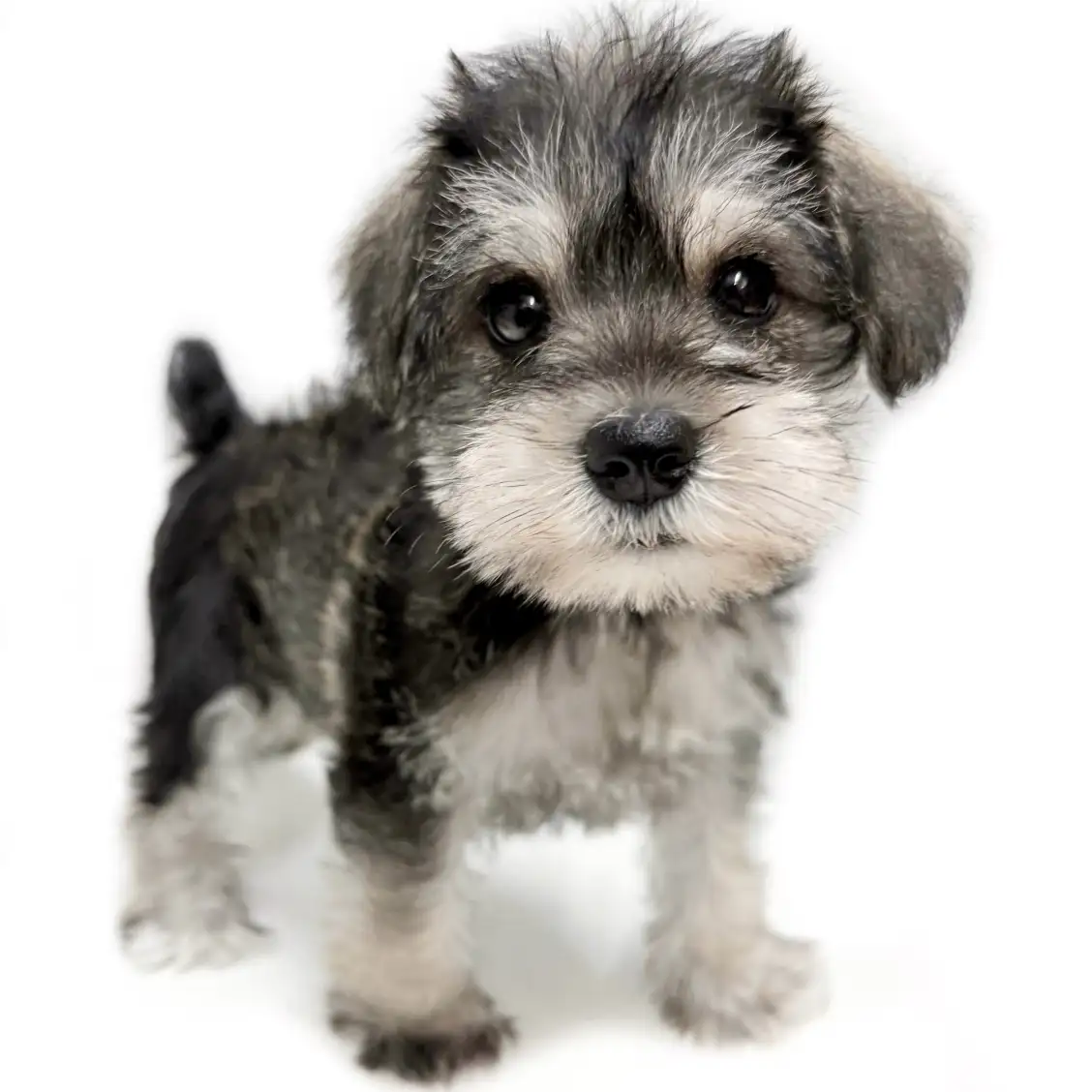 ミニチュア・シュナウザー