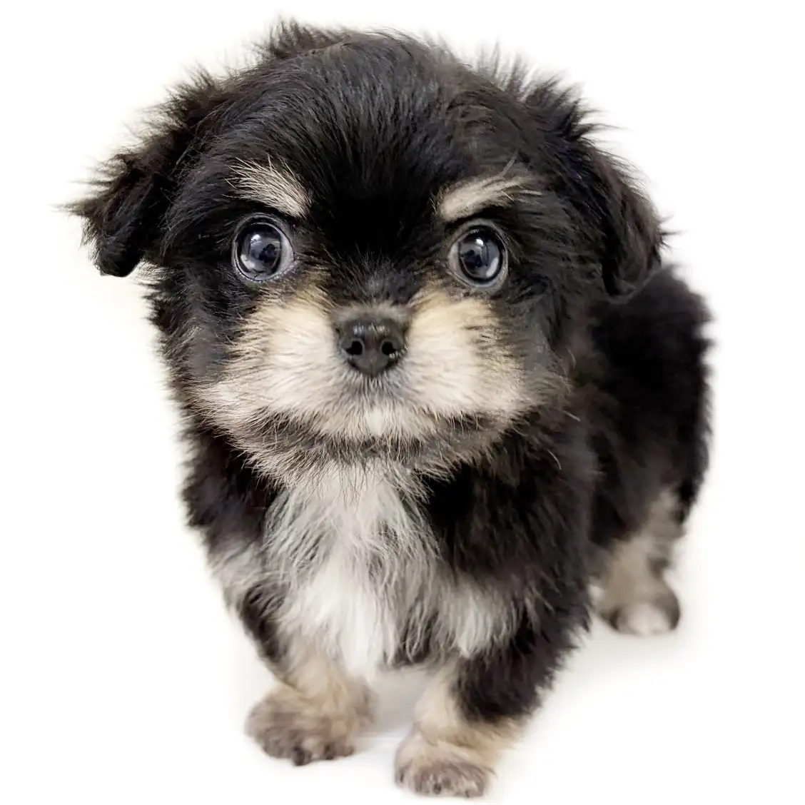 MIX（チワワ×マルチーズ）