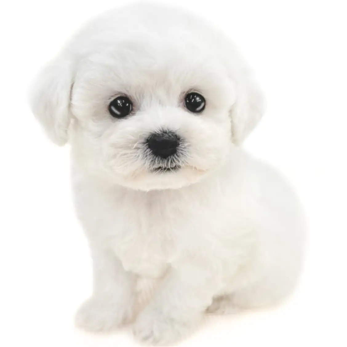 ビションフリーゼ