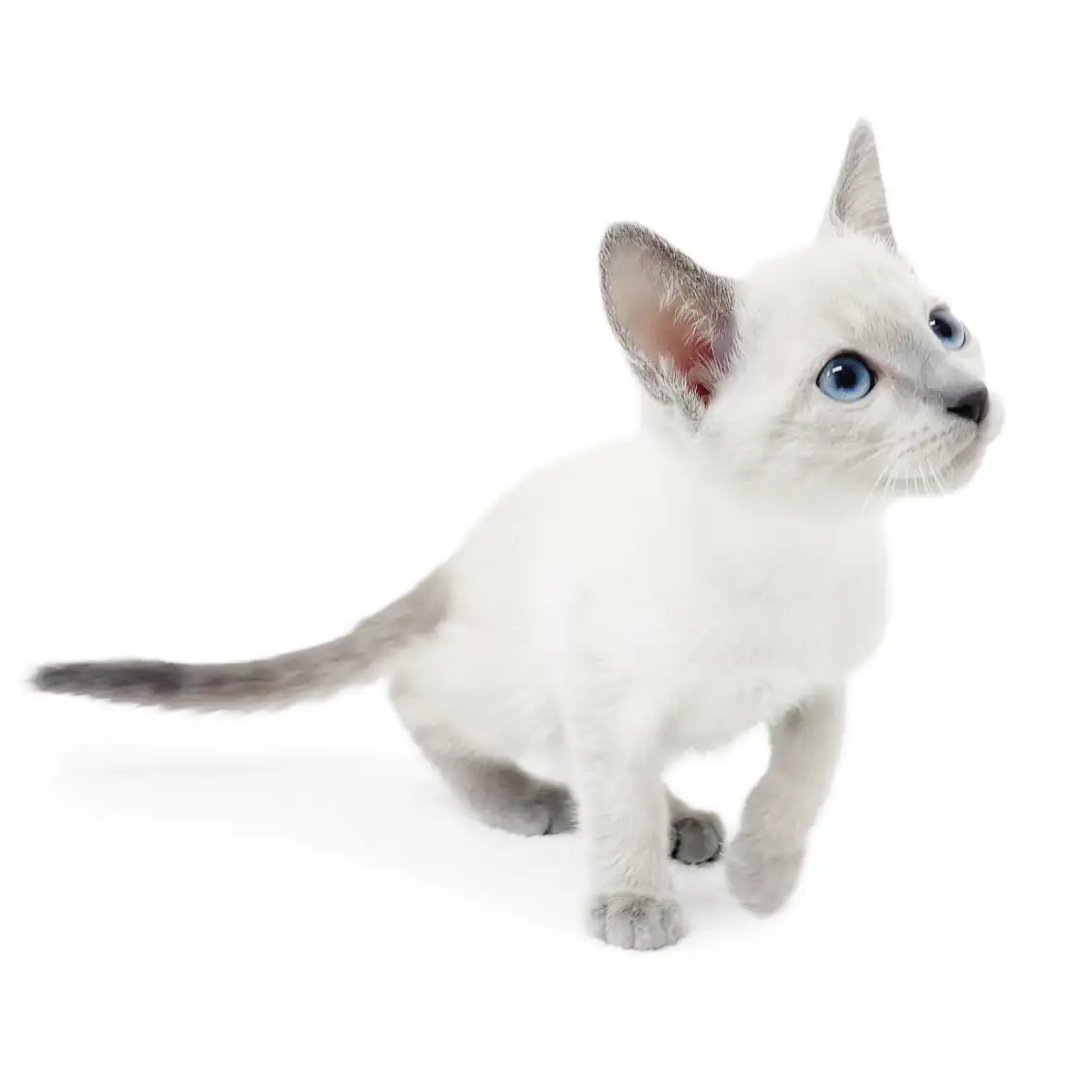 ロシアンブルー