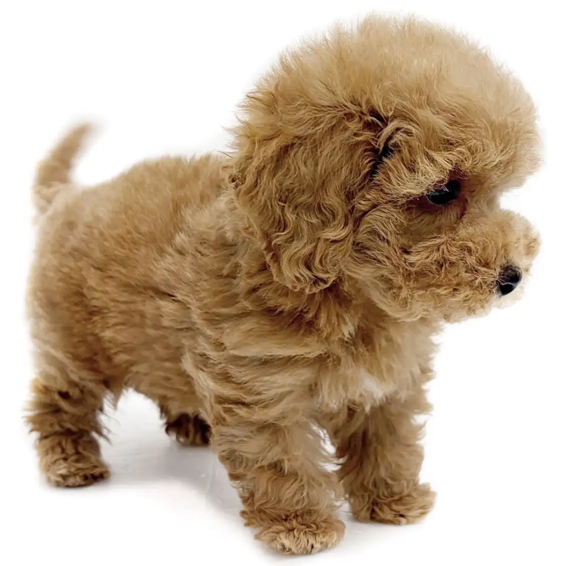 トイ・プードル