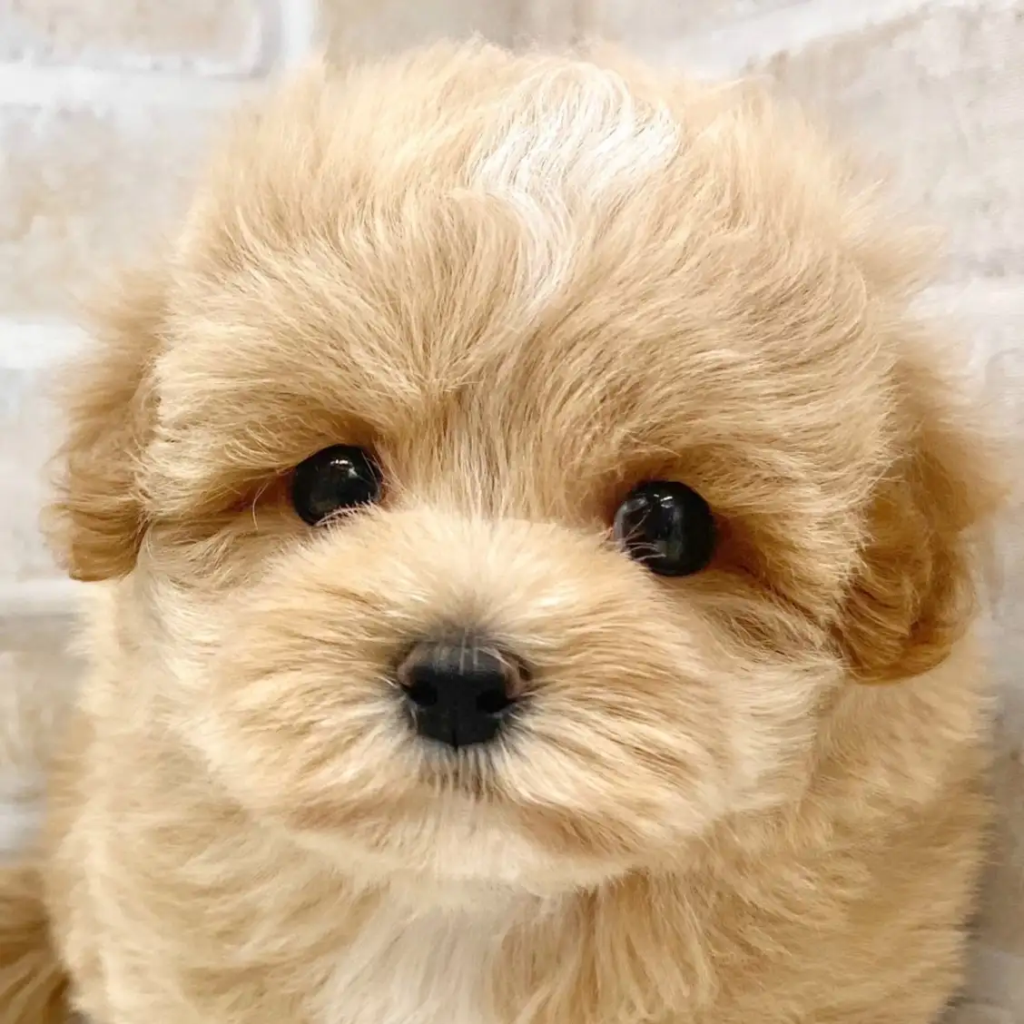 MIX（マルチーズ×トイプードル）