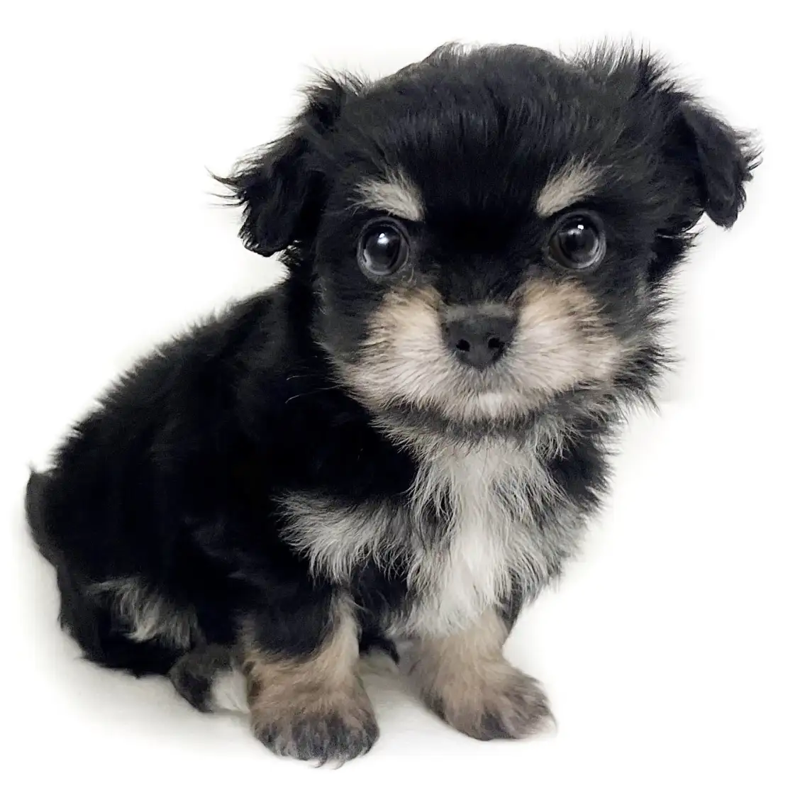 MIX(チワワ×マルチーズ)