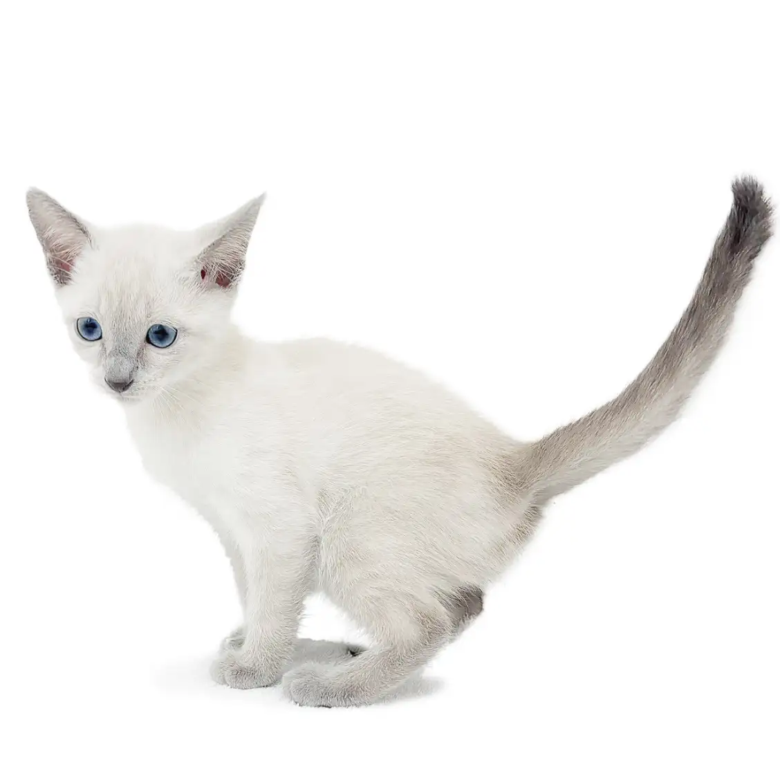 ロシアンブルー