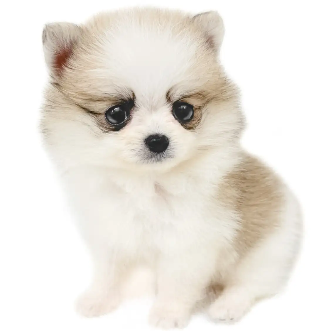 MIX(ポメラニアン×チワワ)