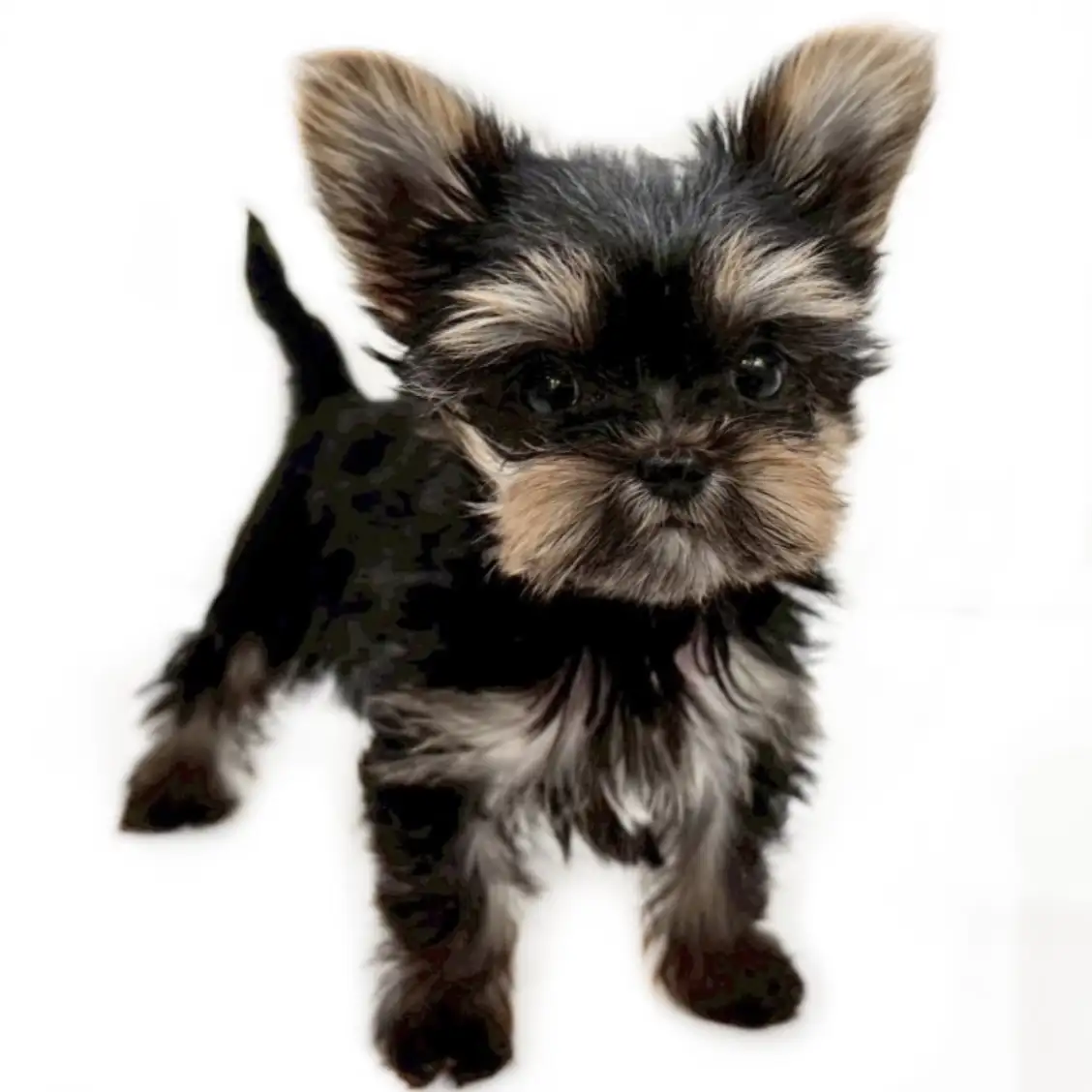 ヨークシャーテリア