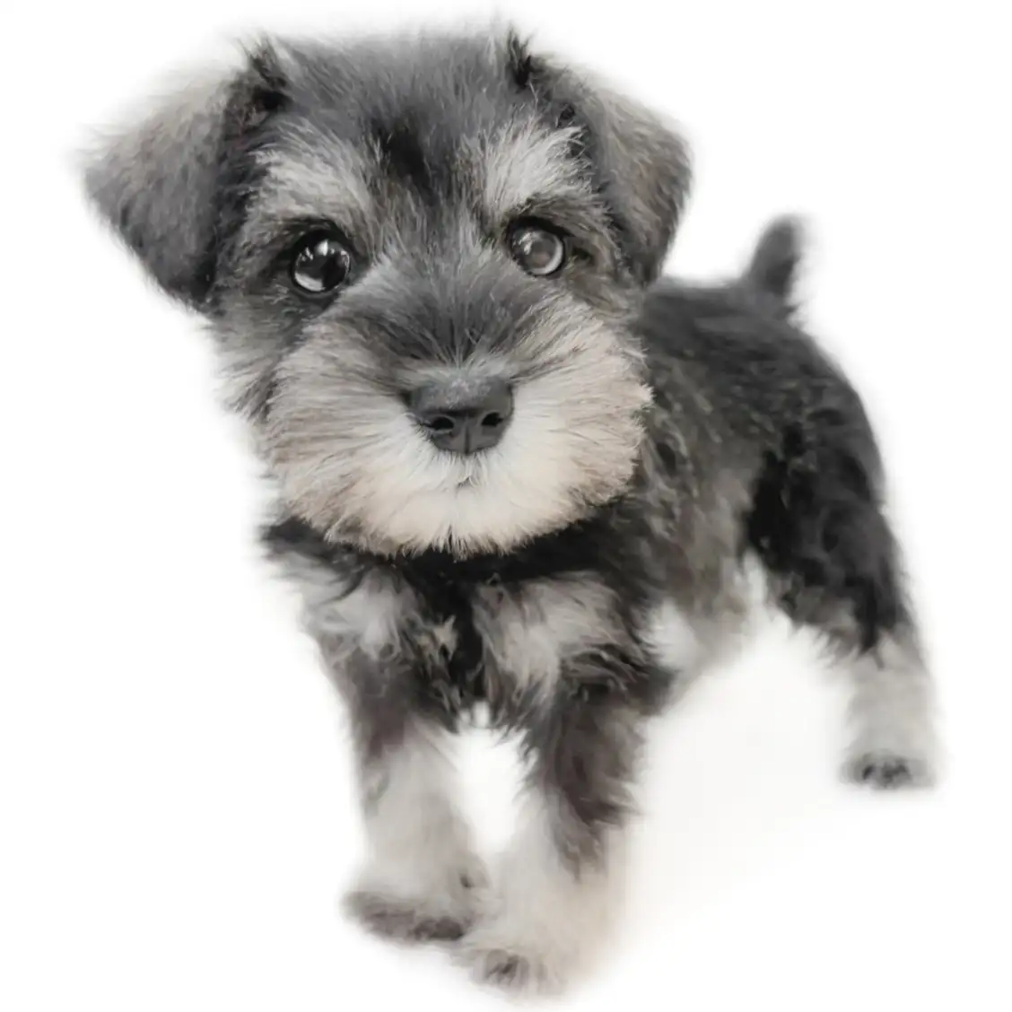 ミニチュア・シュナウザー