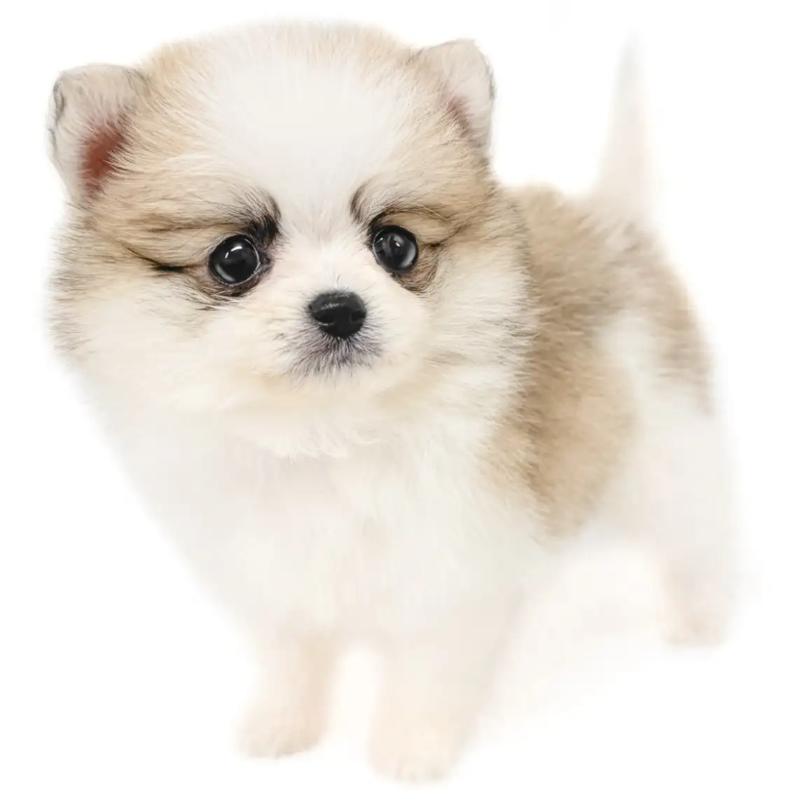 MIX(ポメラニアン×チワワ)