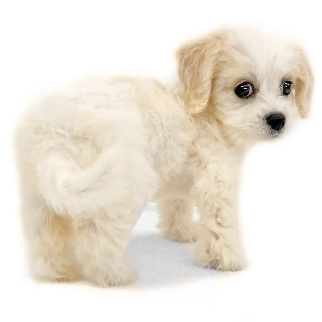 MIX（キャバリアキングチャールズスパニエル×ビションフリーゼ）