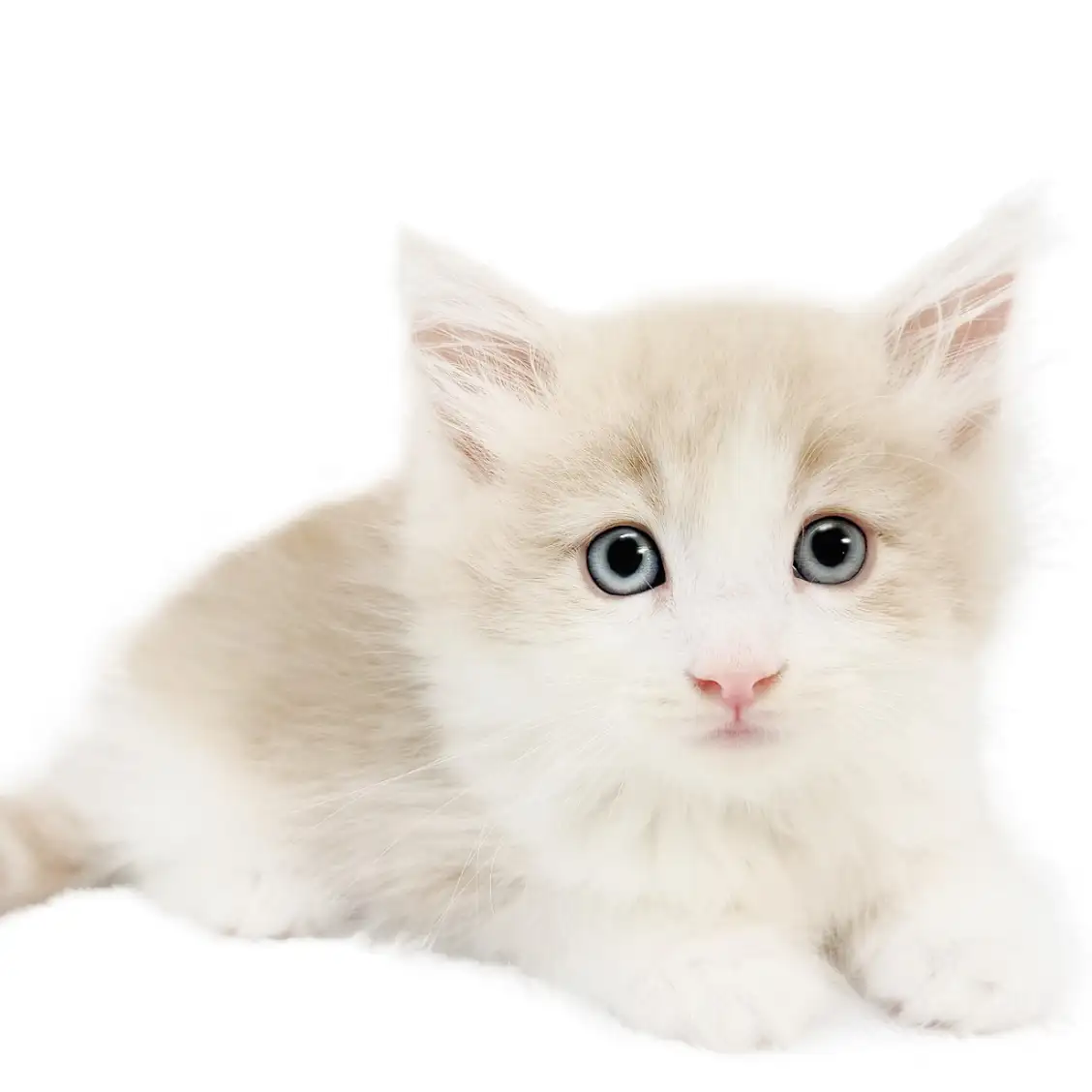 ノルウェージャンフォレストキャット