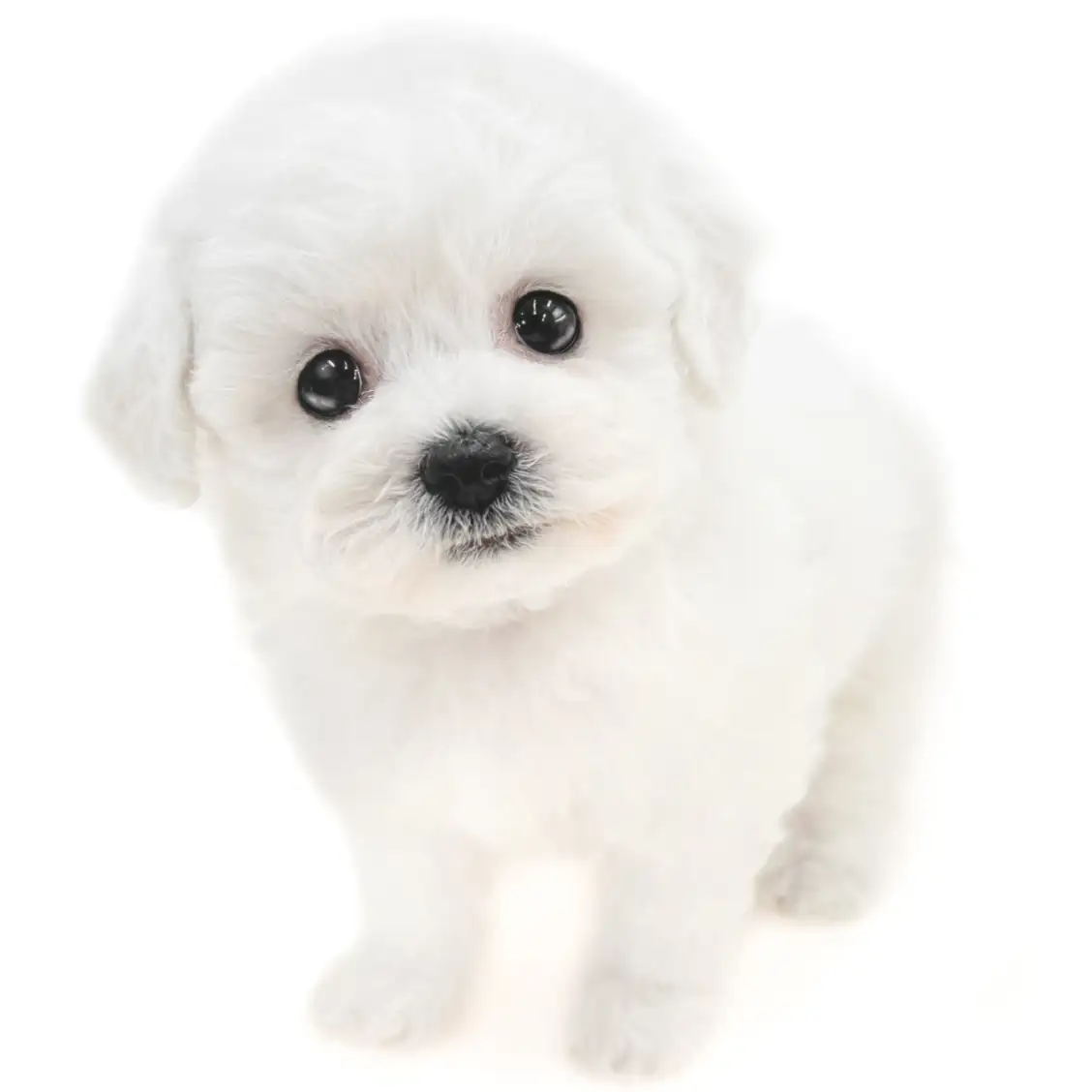 ビションフリーゼ