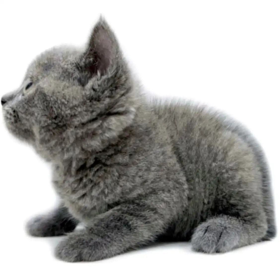 ブリティッシュショートヘア