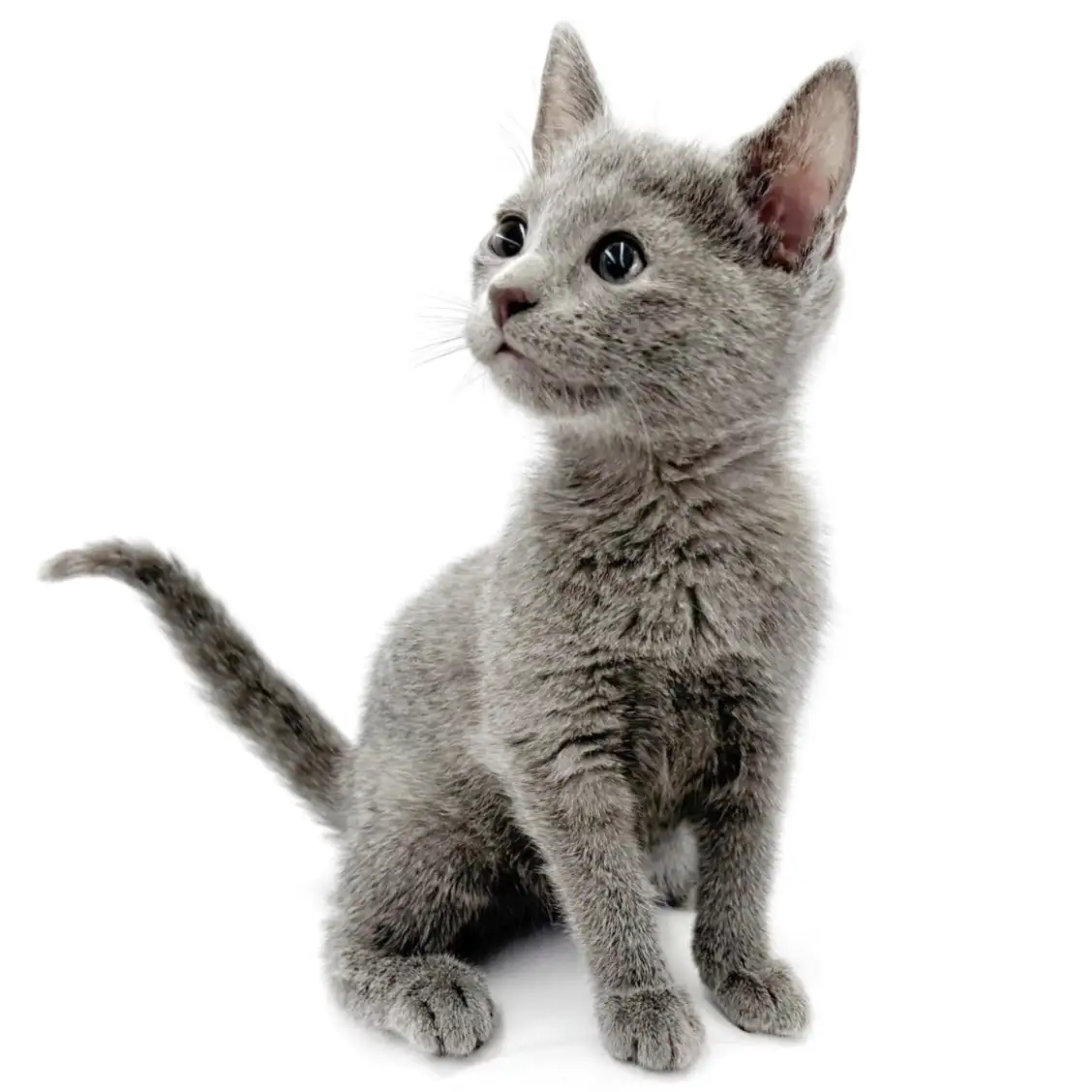 ロシアンブルー