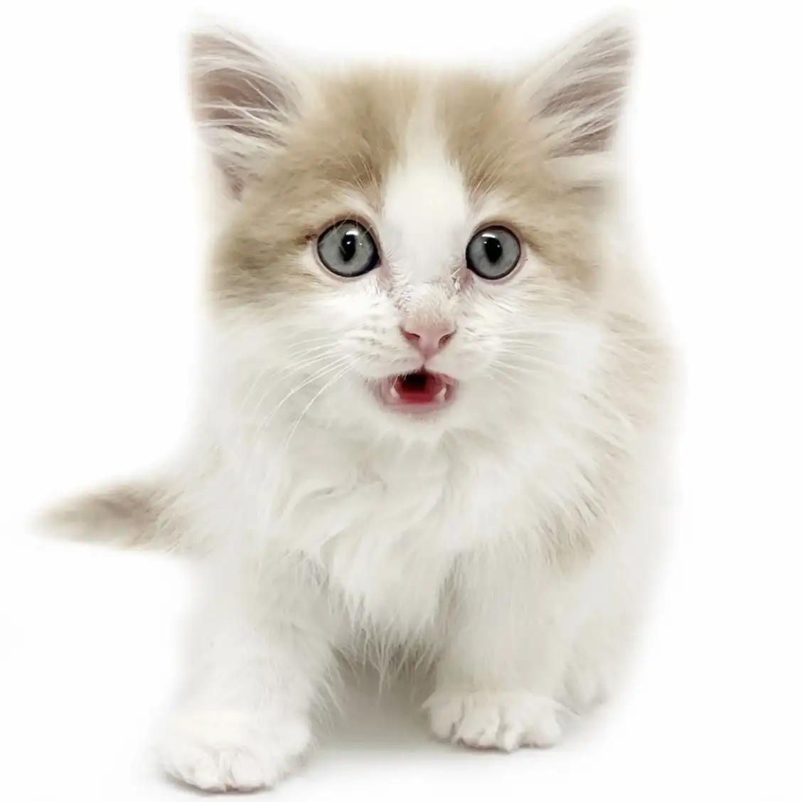 ノルウェージャンフォレストキャット