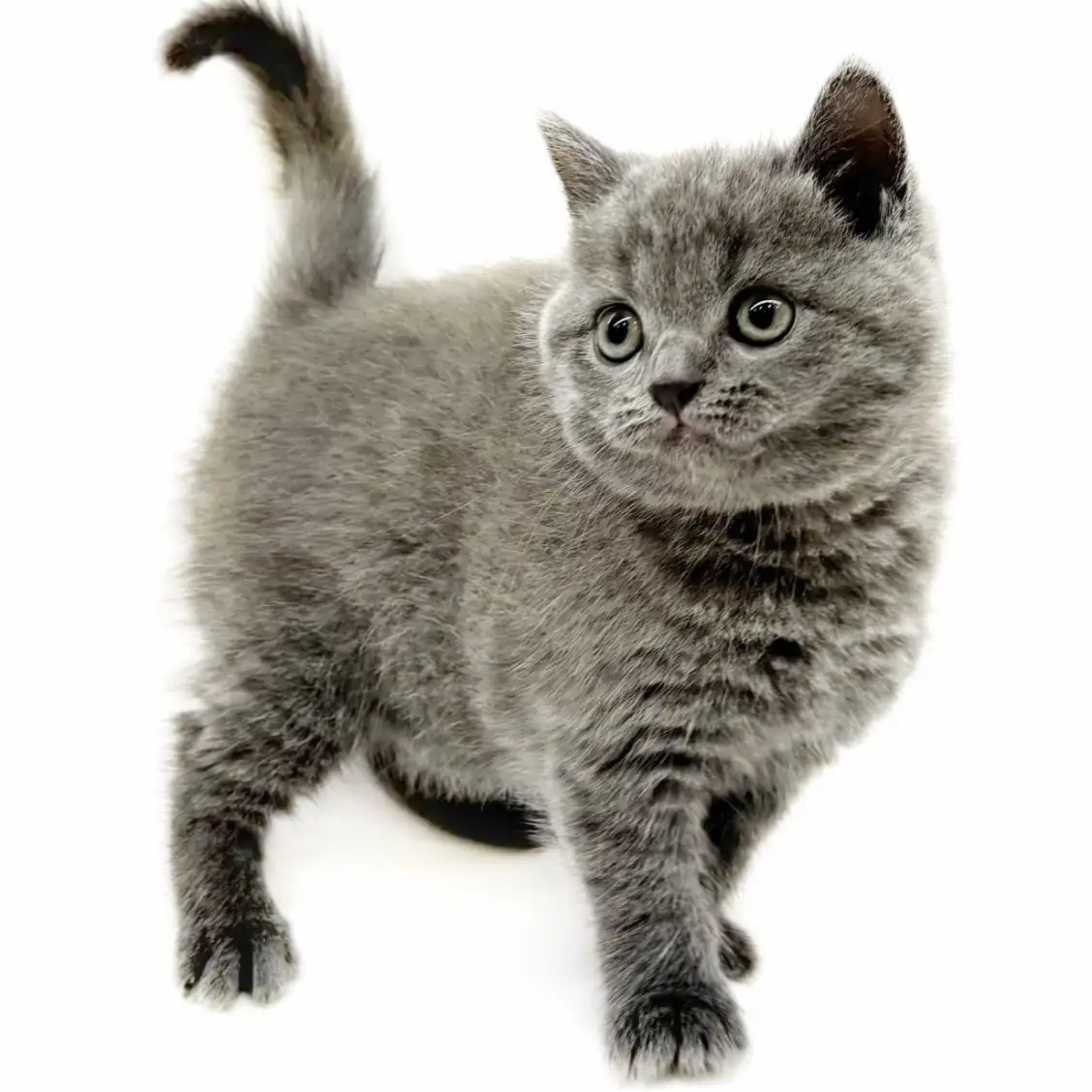 ブリティッシュショートヘア