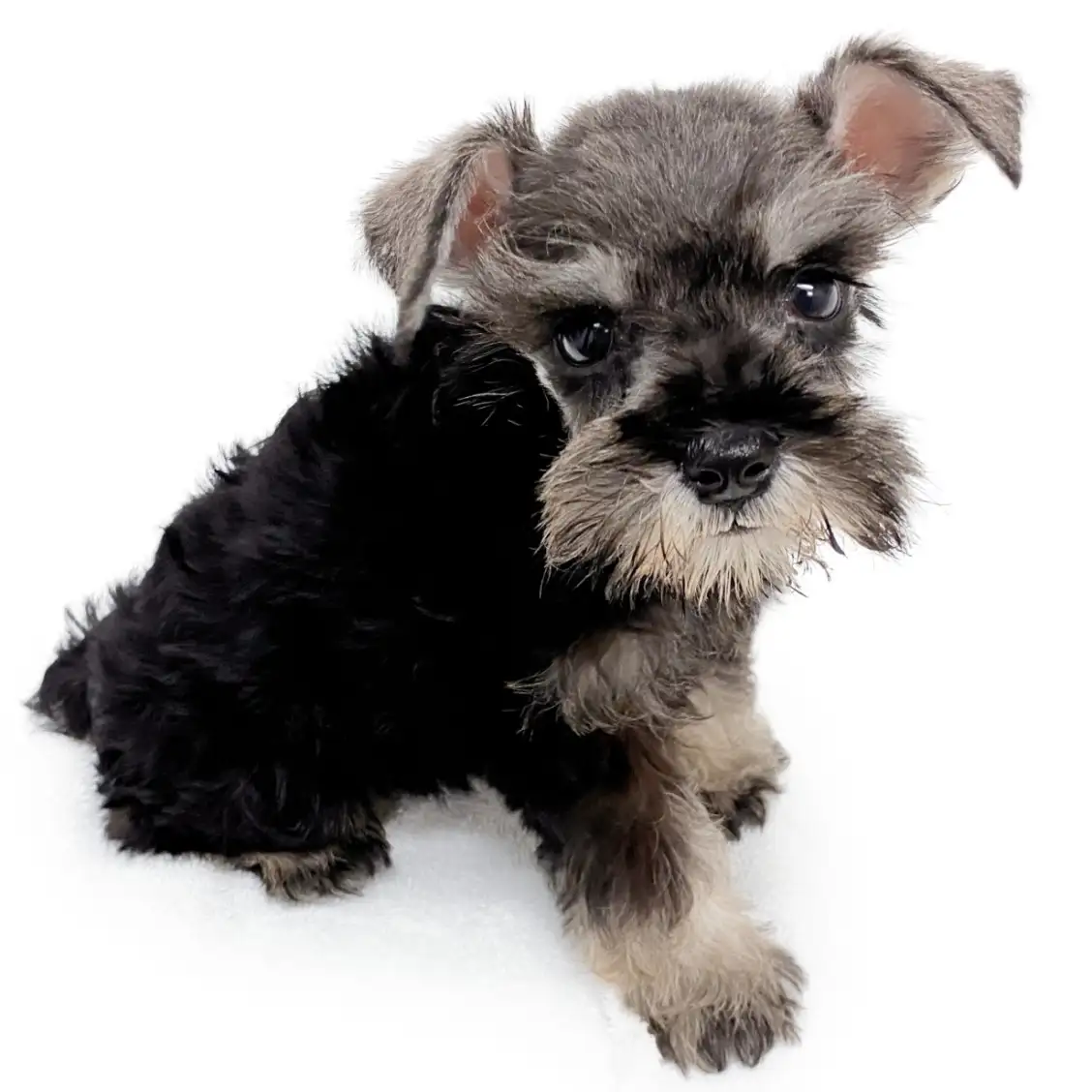 ミニチュア・シュナウザー