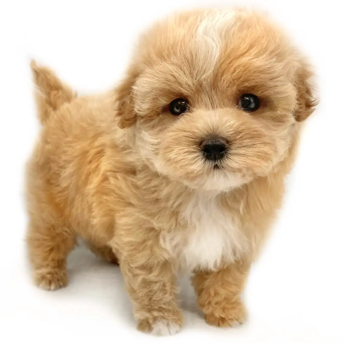 MIX（マルチーズ×トイプードル）