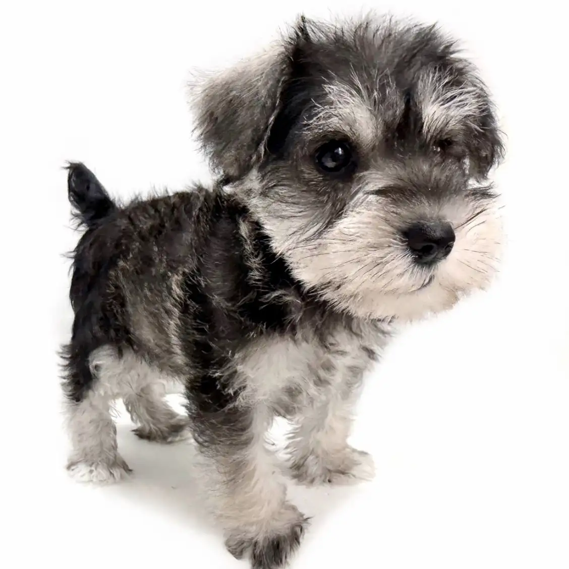 ミニチュア・シュナウザー