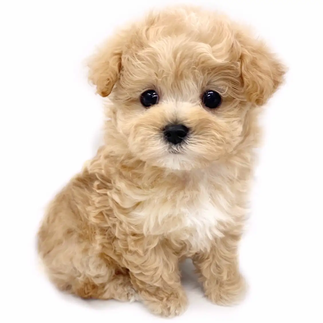 MIX（マルチーズ×トイプードル）