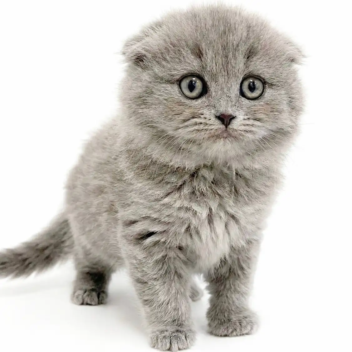 スコティッシュフォールド