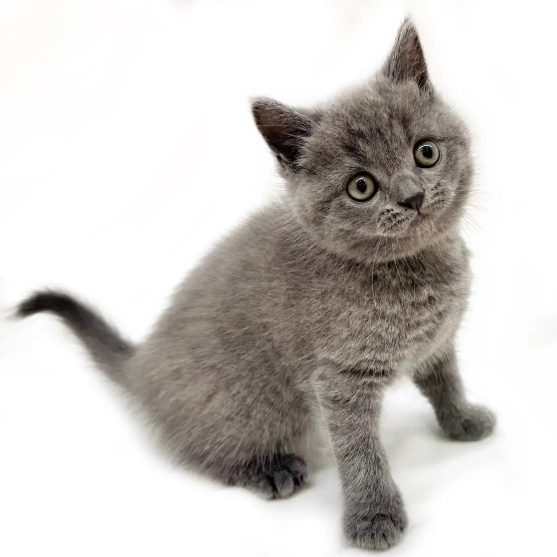 ブリティッシュショートヘア