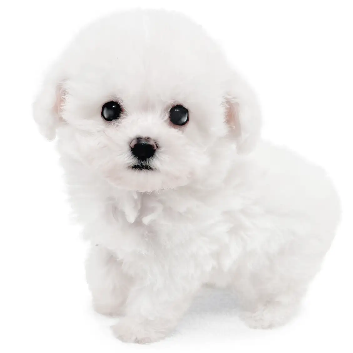 ビションフリーゼ