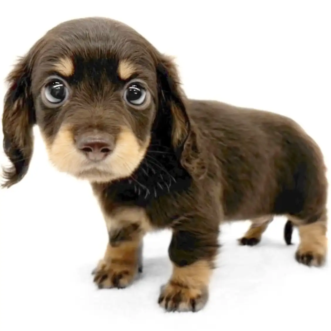 ミニチュア・ダックスフント