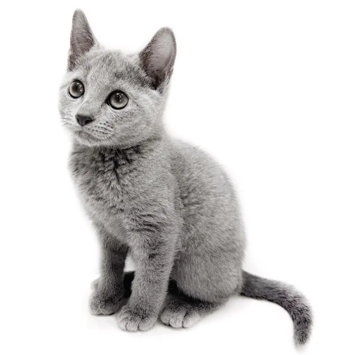 ロシアンブルー