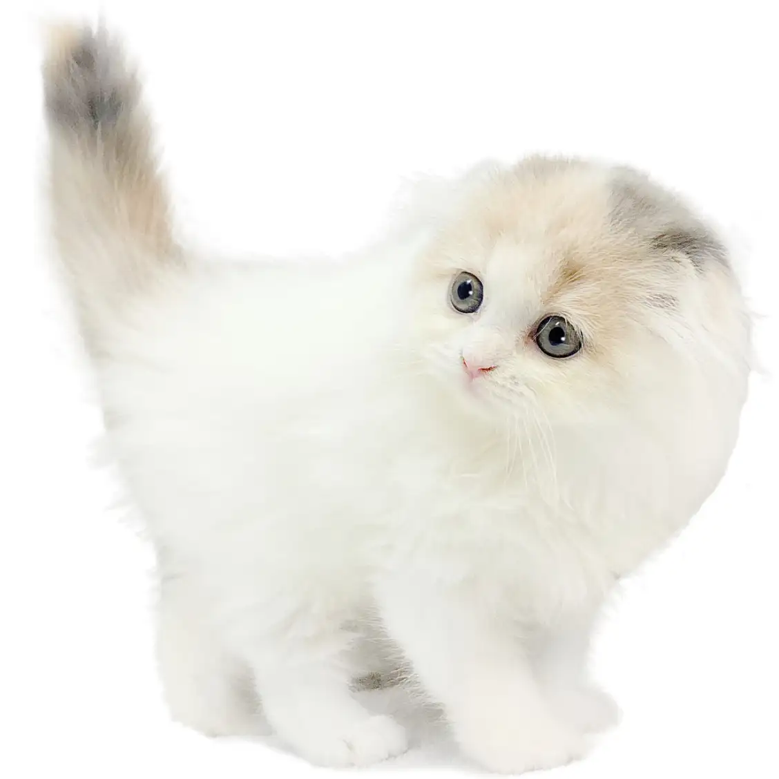 スコティッシュフォールド