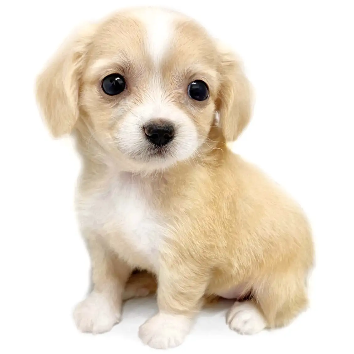 MIX(チワワ×ミニチュアダックスフント)