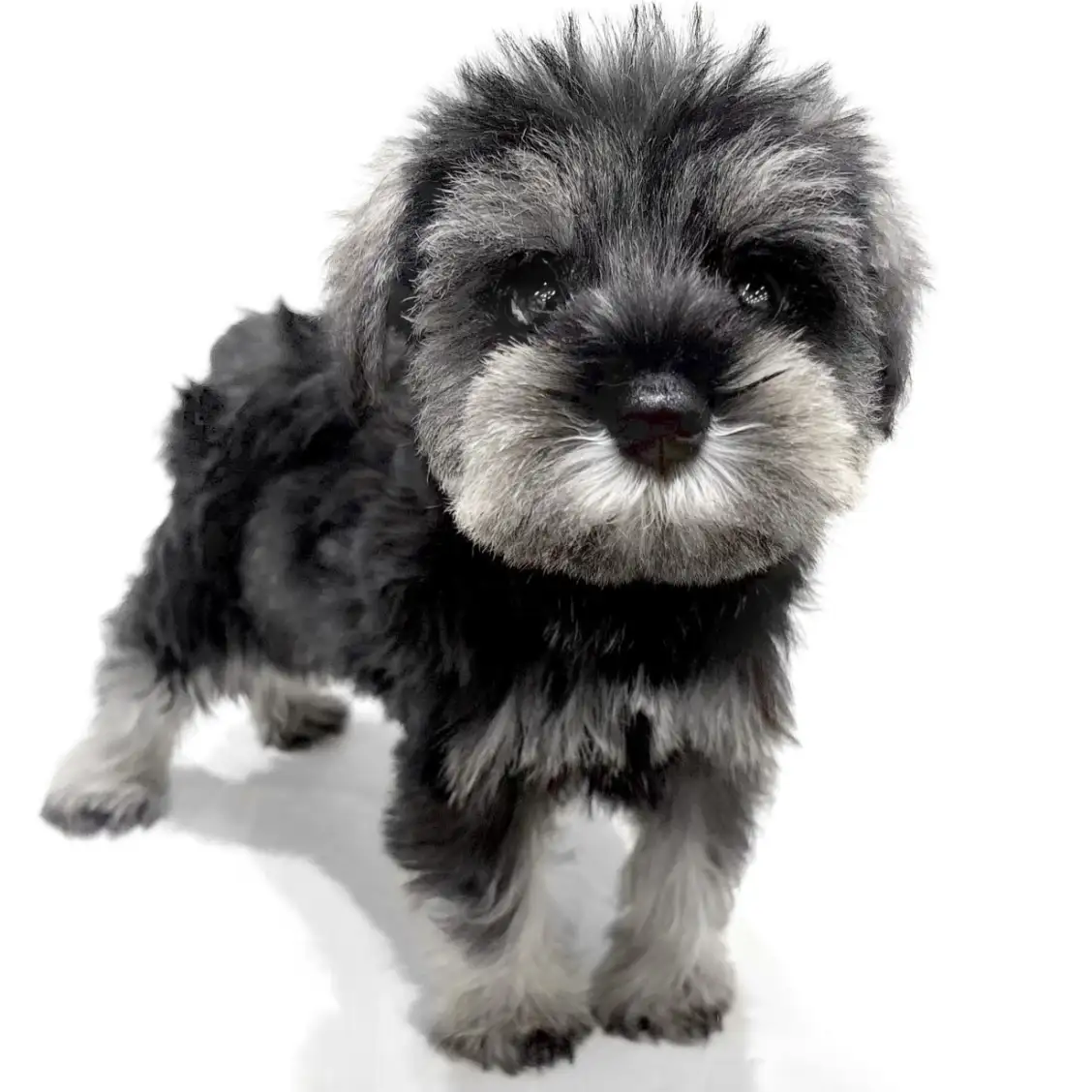 ミニチュア・シュナウザー