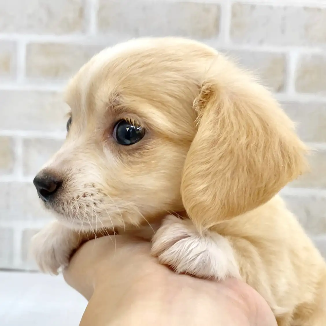 MIX（チワワ×ミニチュアダックスフント） | ペットショップ マルワン