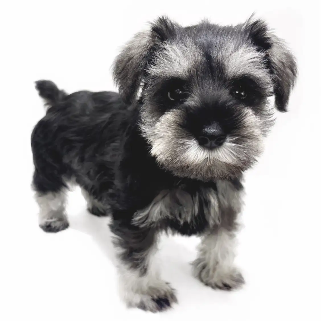 ミニチュア・シュナウザー