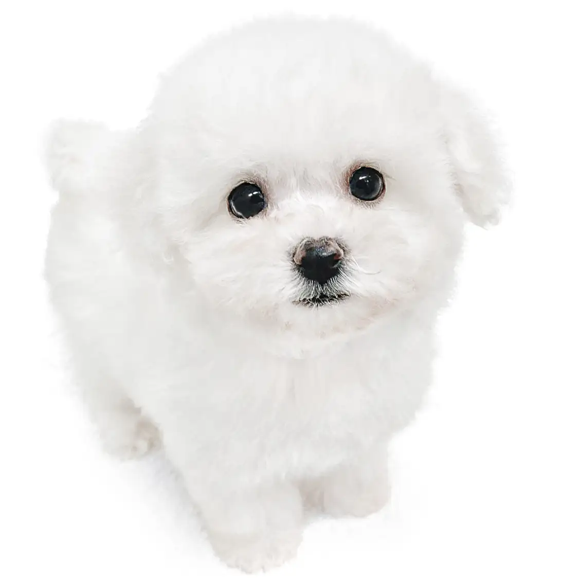 ビションフリーゼ