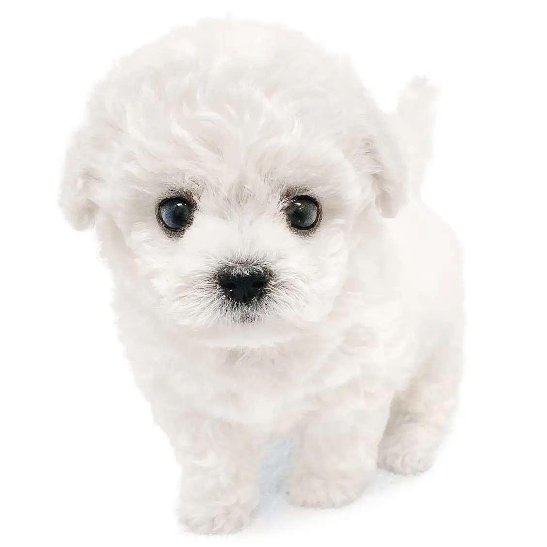 ビションフリーゼ