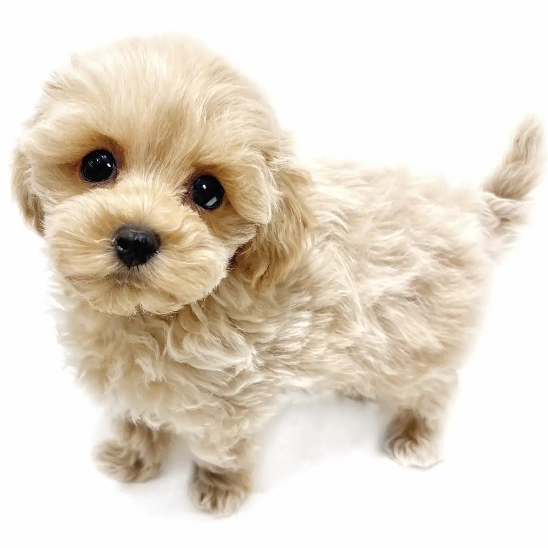 MIX(マルチーズ×トイプードル)