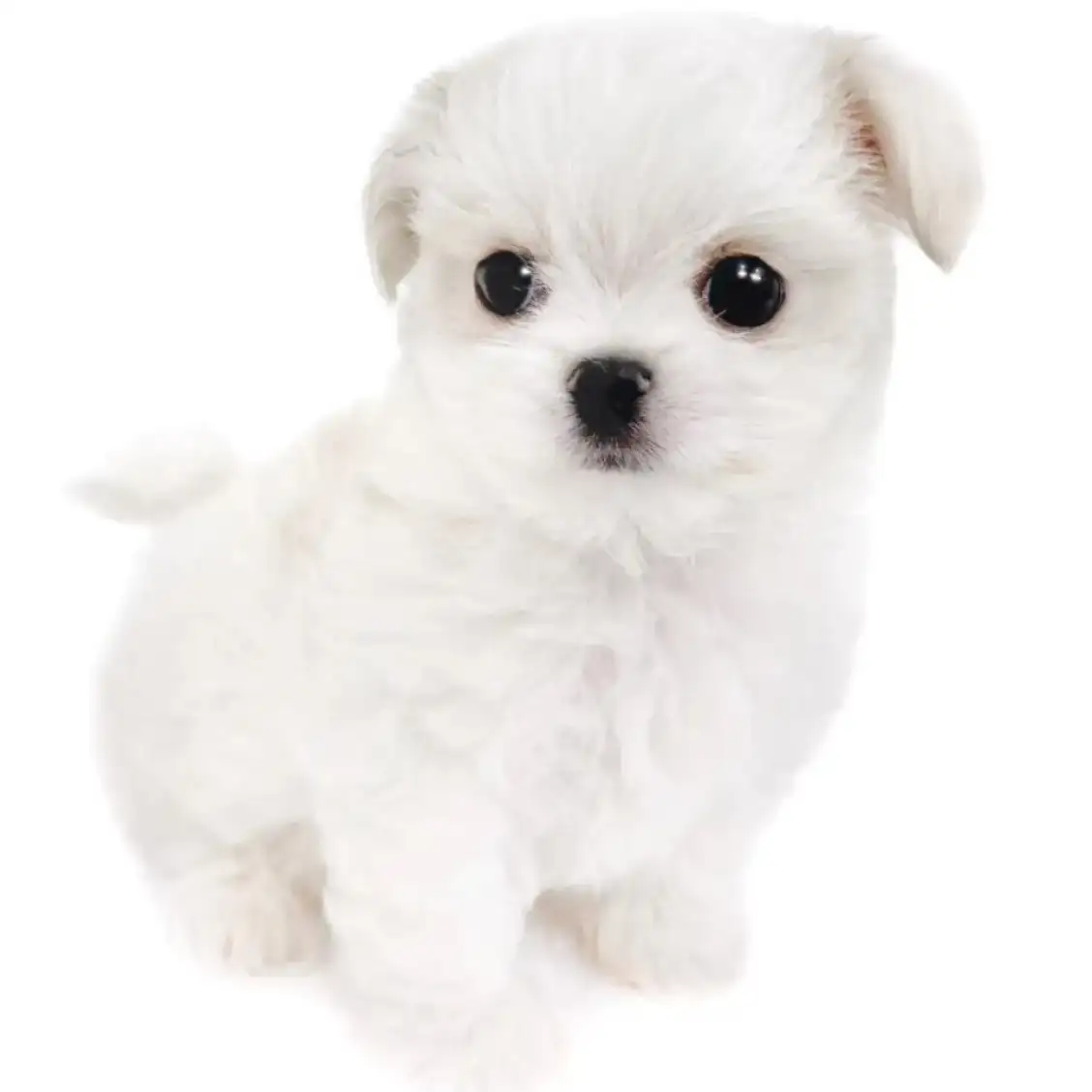 MIX(チワワ×マルチーズ)