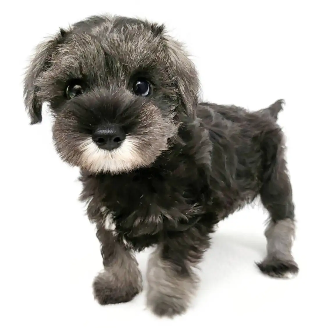 ミニチュア・シュナウザー