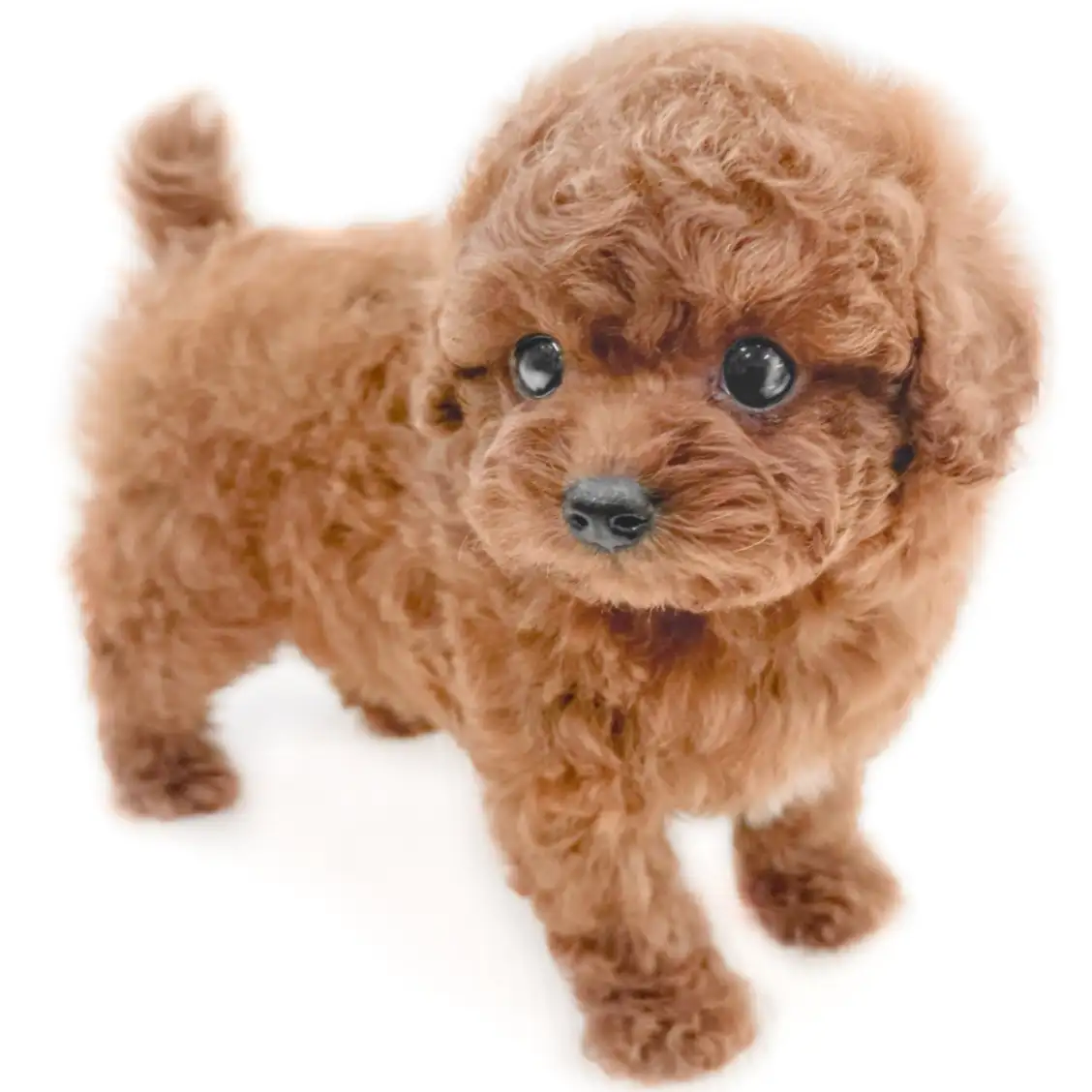 トイ・プードル