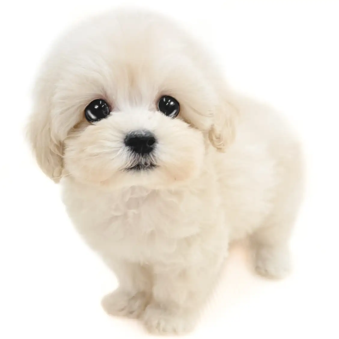 MIX（マルチーズ×トイプードル）