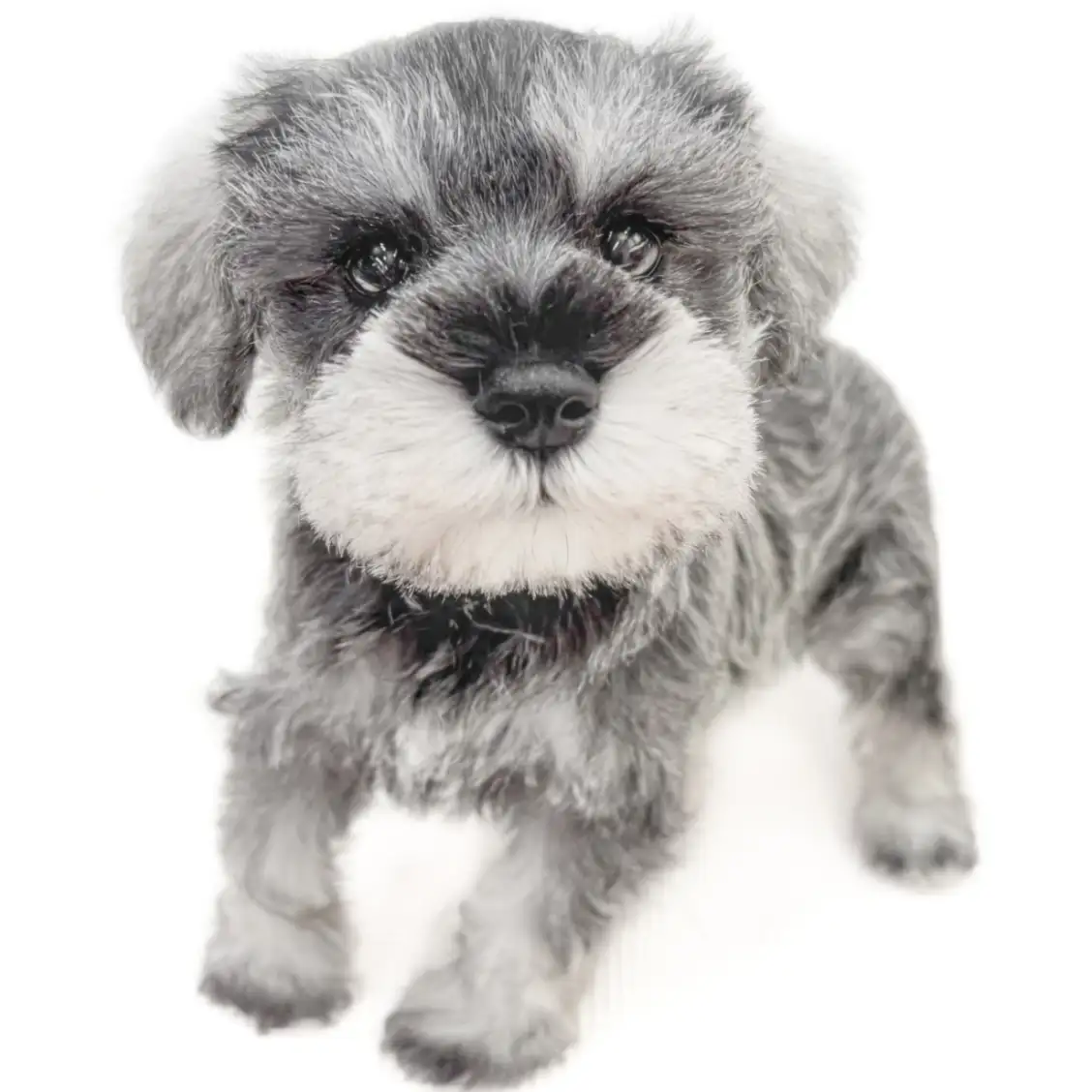 ミニチュア・シュナウザー