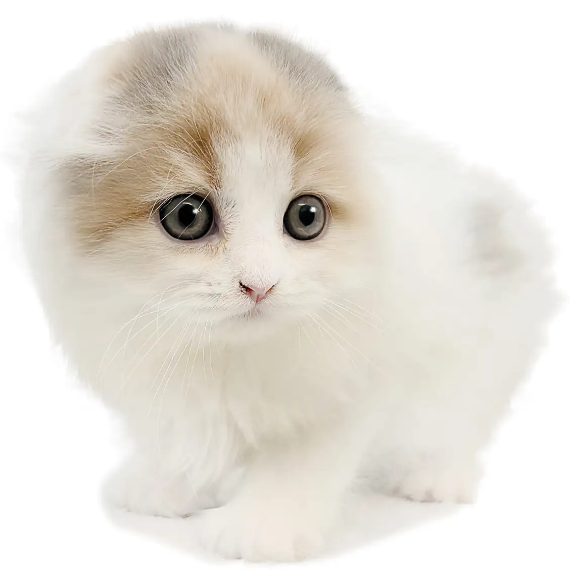 スコティッシュフォールド